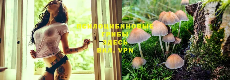 Псилоцибиновые грибы Cubensis Зарайск